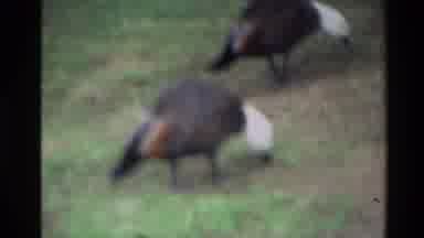 New Zealand (1981): Ducks Foraging On A Grassy Area