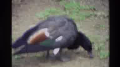 New Zealand (1981): Duck And Canadian Geese Feeding Swimming And Preening Near And
