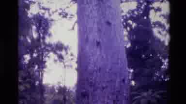 New Zealand (1981): The Trunk Of A Large Tree Occupies Space In A Forest Of