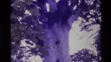 New Zealand (1981): Blurry Tree Trunk Blue Daylight Film Gets Stuck Summer Day