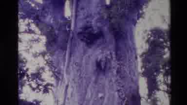 New Zealand (1981): Huge Super Thick Tree Trunk As Tall As The Sky In The Woods