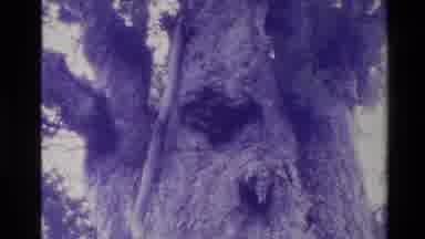 New Zealand (1981): Tree Insect Inhabitant Zoom