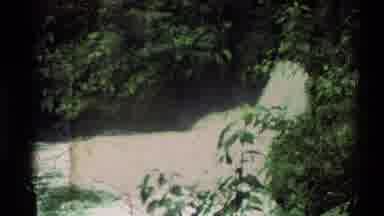 New Zealand-1981: Waterfall With Strong Currents And Trees Close Along The Shore