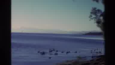 New Zealand (1981): Birds On The Water