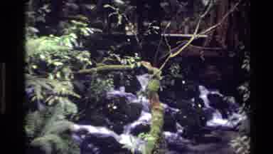 New Zealand-1981: Old Style Film Clip Of Residential Home Juxtaposed To Stream
