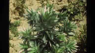 New Zealand (1981): The Tree Plant Is Shaking By The Wind And Rocks Being There