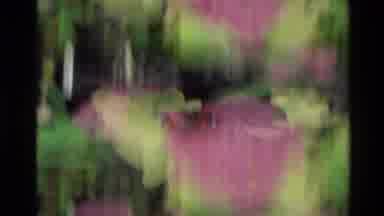 New Zealand (1981): Bees Pollinating Flower Beautiful Ocean View In Hawaii Video