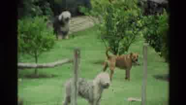 New Zealand (1981): Two Dogs Observing Each Other