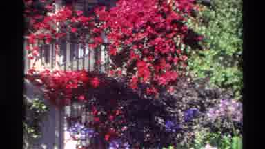 Carmel California USA (1982): Blossoming Flower In Garden