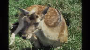 New Zealand-1981: Female Deer Rests In The Grass While Male Deer Walks On A Hillside