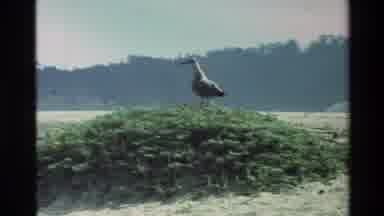 Carmel California USA (1982): Wild Birds Roam Around Empty Beach