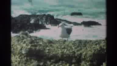 Carmel California USA (1982): Seagull Landed On Rocks In Front Of Crashing Waves