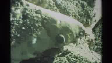Carmel California USA (1982): The Wildlife In A Sea