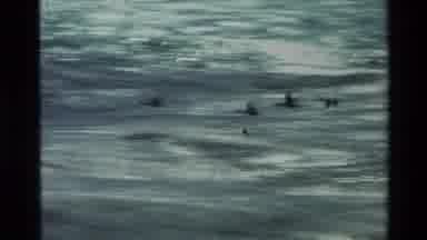 Carmel California USA (1982): Low Flying Ocean Birds With Tidal Waves Crashing