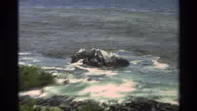 Carmel California USA (1982): Birds On A Rock At The Seashore And A Coastal Tree