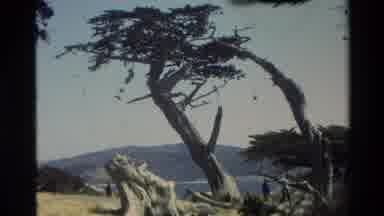 Carmel California USA (1982): Cypress Shot Over A Mountain