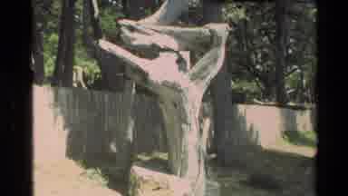 Carmel California USA (1982): An Old Lone Weathered Cypress Tree Still Stands In A