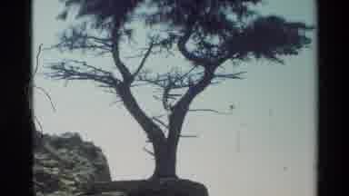 Carmel California USA (1982): Large Tree On Rock That Has Been There Longer Than