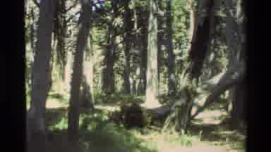Carmel California USA (1982): A Forest With A Fallen Tree On A Path On A Sunny Day