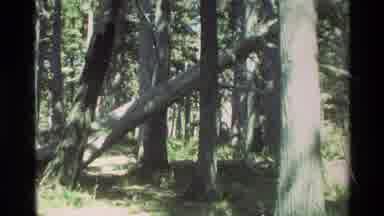 Carmel California USA (1982): A Tree In A Woodland