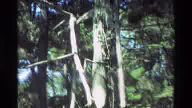 Carmel California USA (1982): A View Of Tall Trees Branches And Woods