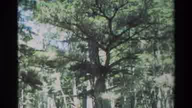 Carmel California USA (1982): Clip Of A Forest Than Ocean With Waves Coming In