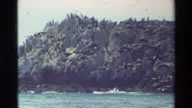 Carmel California USA (1982): So Many Birds Are Relaxing In The Beautiful Beach
