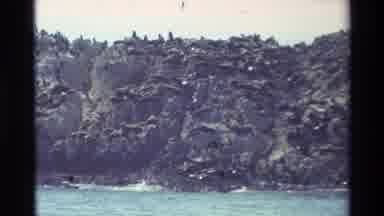 Carmel California USA (1982): Rocky Hill Ends At Shoreline Covered In Seals Or Sea