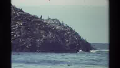 Carmel California USA (1982): Big Rocky Oceanfront Hill With Birds Flying Over A