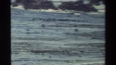 Carmel California USA (1982): Recording Of Flock Of Birds Flying Over Rough Waters