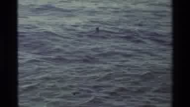Carmel California USA (1982): Birds Near Cliff In The Water Or Ocean