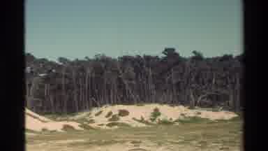 Carmel California USA (1982): Treeline Forest Sand Shoreline Rock Wilderness Day