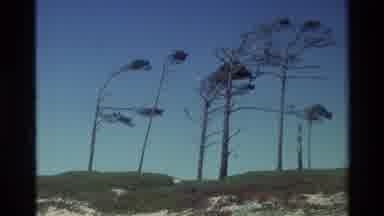 Carmel California USA (1982): Sandy And Windy Area With Lots Of Trees And Later