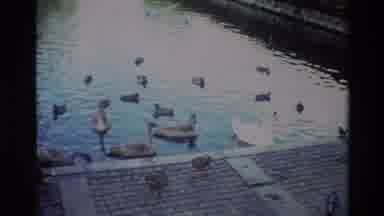 Denmark (1982): Swans In The River Are Shown Along The Pathway