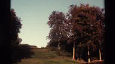 Denmark (1982): Short Shots Of Deciduous Trees With White Bark And Orange Leaves