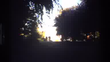 Denmark (1982): A View Of An Isolated Forest With Big Trees And A Sighting Of One