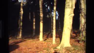 Denmark (1982): A Man Riding A Horse Through A Narrow Path In The Woods