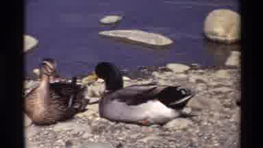 Sacramento California USA (1982): Ducks Having A Ball In The Ocean