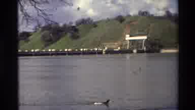 Sacramento California USA (1982): A View Of Ducks In The Pond Surrounded By