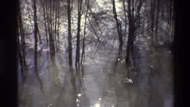 Sacramento California USA (1982): Reflection Of Trees Shown In Rippling Water On