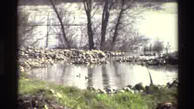 Sacramento California USA (1982): Birds Swimming On The Edge Of A Lake