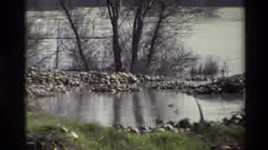 Sacramento California USA (1982): Lake View Of Ducks And Rocks