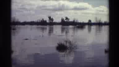 Sacramento California USA (1982): Huge Lake With Many Different Types Of Plants
