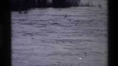 Sacramento California USA (1982): Ducks Swim In River Passively In Search Of Food