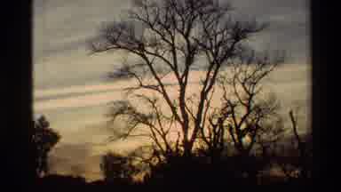 Sacramento California USA (1982): Signs And Trees