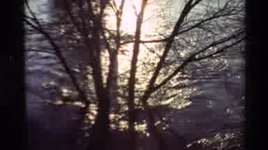 Sacramento California USA (1982): Panning Footage Of Silhouetted Tree In Front Of
