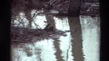 Sacramento California USA (1982): River With A Lot Of Water Flooding Everything