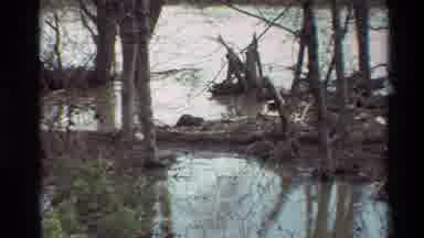 Sacramento California USA (1982): Beaver In The Coast Lying In The Sand Close To