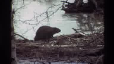 Sacramento California USA (1982): Beaver Uses Skills To Damn Up Current To Calmer