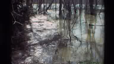 Sacramento California USA (1982): Water In A Swamp Area Raining On The Last Frames